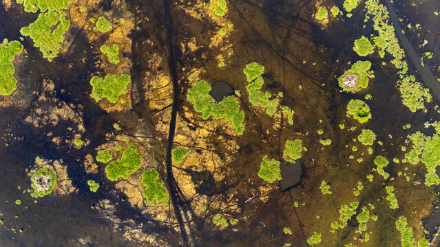 Aerial view of a lush wetland with vibrant green vegetation patches, dark water channels, and a small boat navigating the swamp, Salatiga, Central Java, Indonesia.