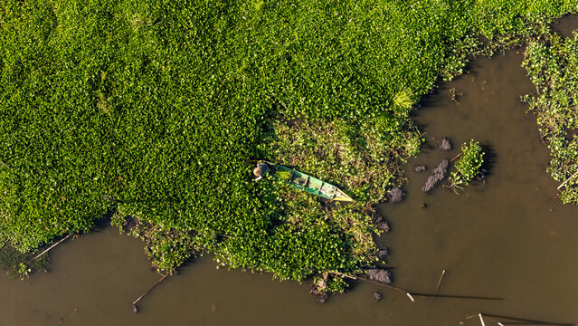 Aerial view of a fisherman in a small wooden boat navigating through dense green water hyacinth on a calm lake in Salatiga, Central Java, Indonesia.