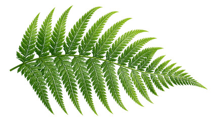 Vibrant green fern leaf with intricate pinnate structure and pointed leaflets © Eustace