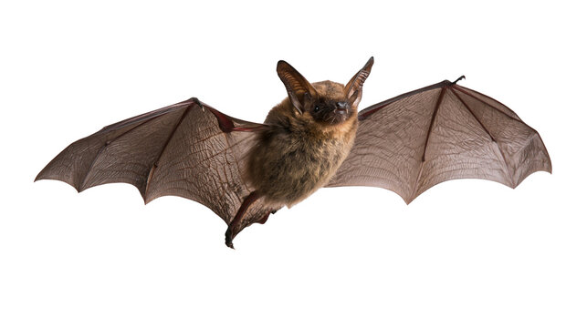 Small brown bat flying with wings spread wide