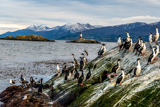 Sea lions and cormorant of Tierra del Fuego. Province in Argentina. Nature of South America
