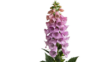 Tall pink foxglove flower spike with spotted bell shaped blossoms and green leaves © Eustace