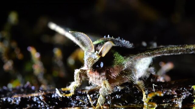 Moth vibrates body to warm up flight muscles and takes flight in slow motion. In cloud forest at Yanayacu, Napo province, Ecuador.
