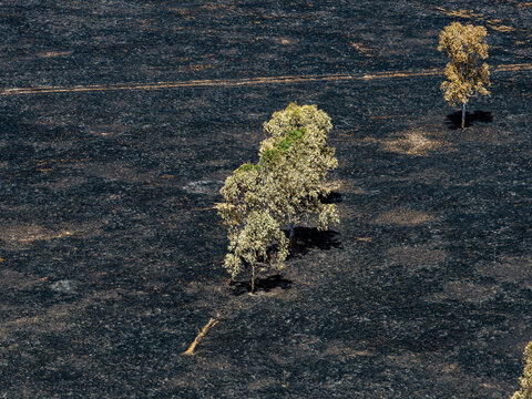 Aerial view of scorched earth and surviving trees in the aftermath of a wildfire on cattle land in Rockhampton, Queensland, Australia.