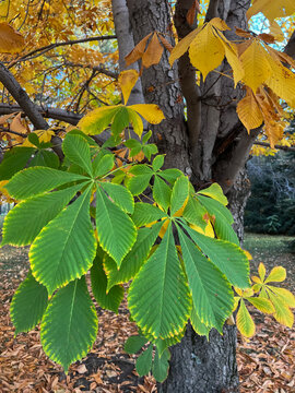 Large green horse chestnut leaves with yellow autumn foliage on a tree trunk