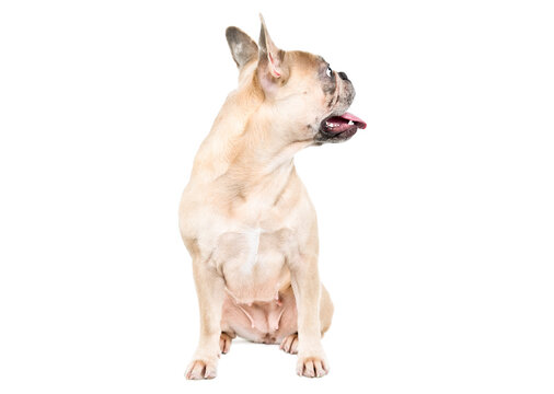Curious French bulldog sitting looking away isolated on white background