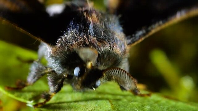 Moth vibrates body to warm up flight muscles and takes flight in slow motion. In cloud forest at Yanayacu, Napo province, Ecuador.