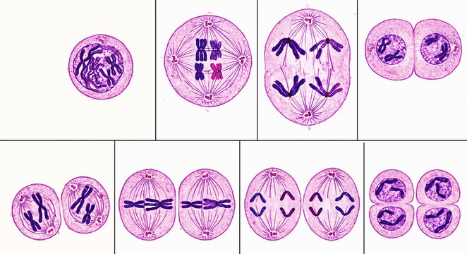 Complete Stages of Cell Meiosis&mdash;Scientific and Educational Diagram