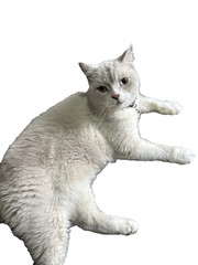 british shorthair cat © OnlyPleng