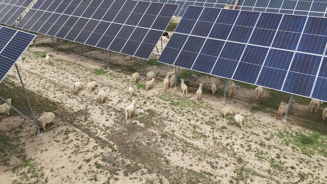flock of sheep grazing under solar panels in agricultural field