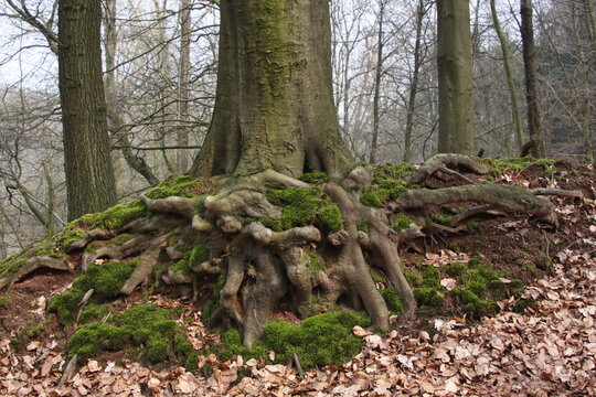 Baumwurzeln