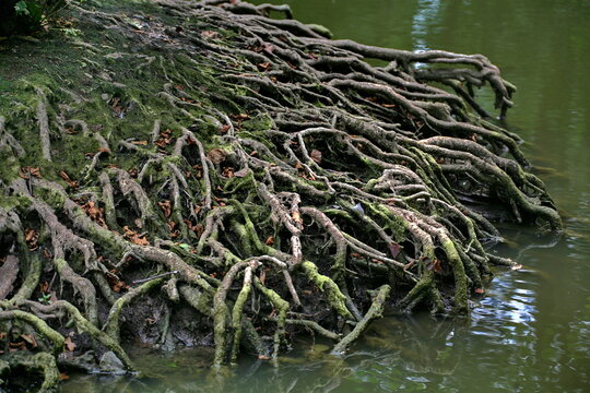 Wasserwurzeln