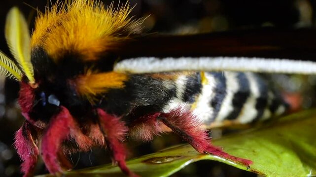 Brightly coloured male Saturniid moth with feathered antennae shivering, vibrating its flight muscles to raise its body temperature for  flight and takes off In cloud forest  Yanayacu, Napo province, 