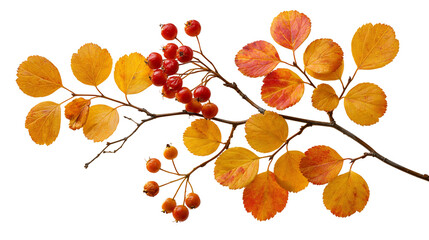 Hawthorn branch with vibrant orange autumn leaves and clusters of red berries © Thaddeus