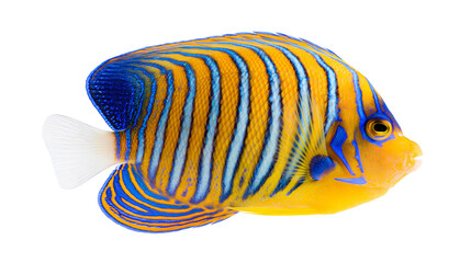Blue and yellow striped regal angelfish with white tail fin © Thaddeus