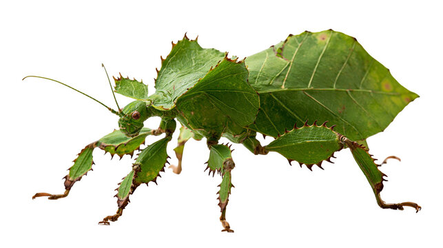 Green leaf insect with spiky legs and leaf-like body structure