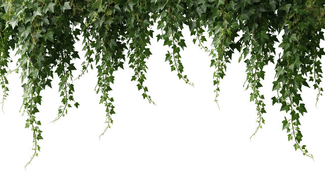 Hanging green ivy vines with lush pointed leaves cascading downwards