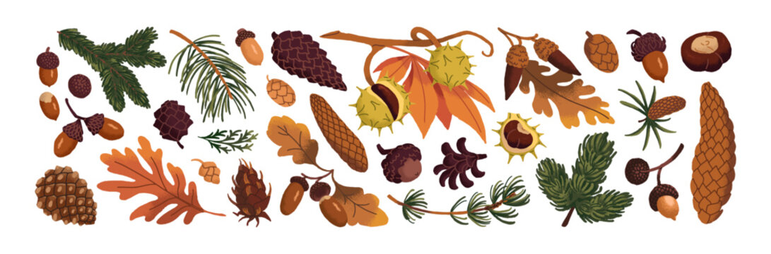 Autumn forest nature elements set. Fall leaves and branches of acorns, pine cones and chestnuts with faded leaf. Autumn forest decoration. Dry leaves, tree branches and plants of fall woodland.