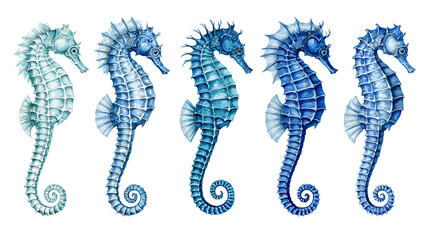 Five blue watercolor seahorses in varying shades of azure and indigo © Thaddeus
