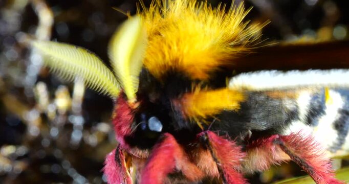 Brightly coloured male Saturniid moth with feathered antennae shivering, vibrating its flight muscles to raise its body temperature to prepare for  flight. In cloud forest at Yanayacu, Napo province, 