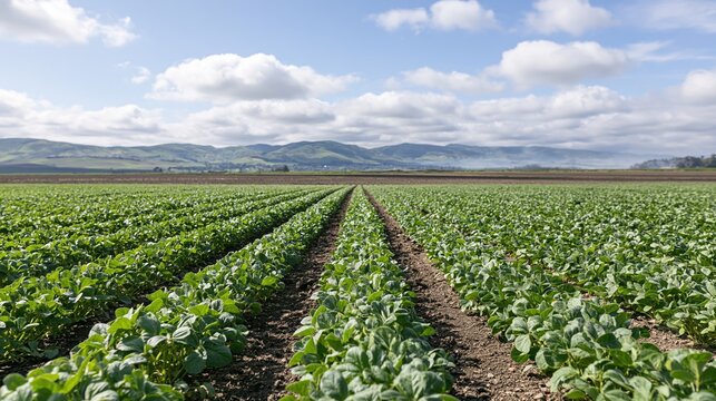 The lettuce field stretching toward distant mountains under a bright sky