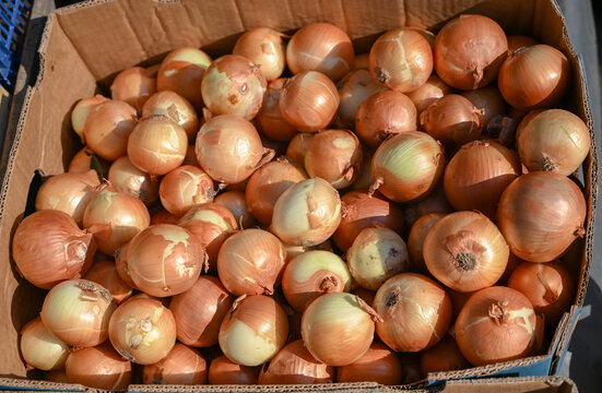  Fresh onions for sale at the market. Freshly harvested organic onions displayed in a box.