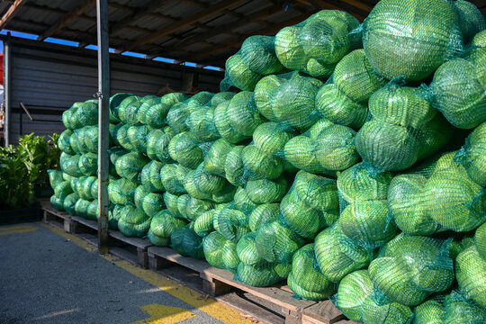 Heads of fresh green cabbage packed in mesh bags for market sale. Fresh green cabbage in net bags ready for winter pickling.