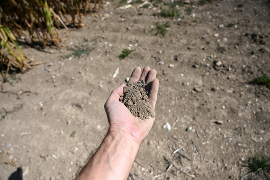 Farmer holding dry agricultural soil in his hand. Close-up of a farmer's hands holding parched earth due to drought. Agricultural worker examining drought-affected dry soil in a field.