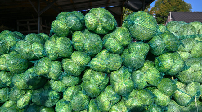 Heads of fresh green cabbage packed in mesh bags for market sale. Fresh green cabbage in net bags ready for winter pickling.