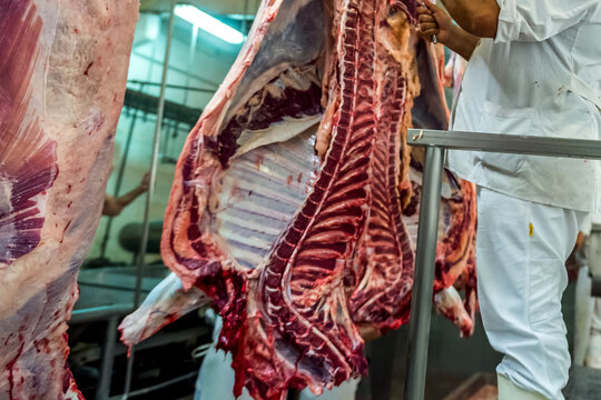 Beef meat production, slaughter of cows. Slaughterhouse cows in Buenos Aires Argentina