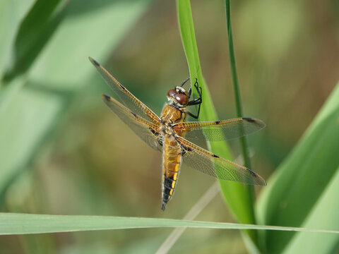 Four-spotted chaser dragonfly libellula quadrimaculata on green leaves