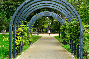 metalowy łuk nad ścieżką, porośnięty pnączami, metalowa pergola z pnączami, łukowata pergola nad parkową aleją, metal arch over the path, covered in climbing plants, arched pergola for climbing plants © kateej
