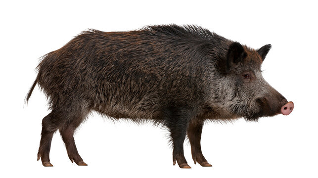 Large adult wild boar with dark brown shaggy fur standing in profile