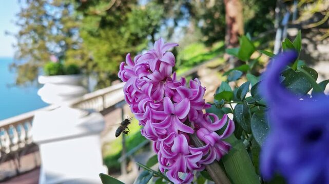 A honeybee hovers near vibrant pink hyacinth flowers pollinating blossoms in a sunny garden.