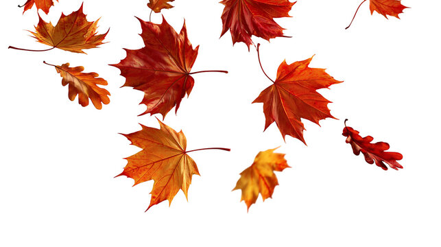 Falling vibrant red and orange maple and oak leaves in autumn