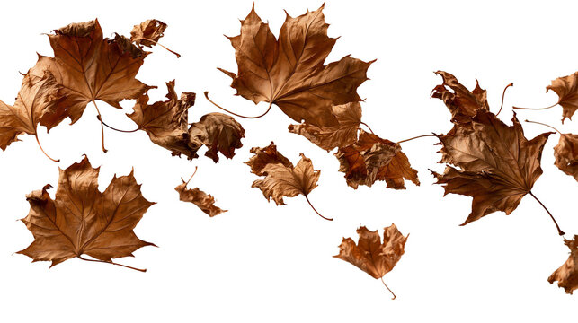 Dried brown maple leaves falling in autumn season