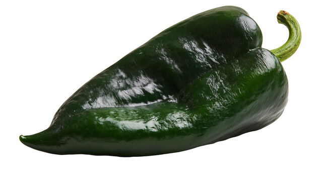 Fresh dark green poblano pepper with smooth skin and curved stem