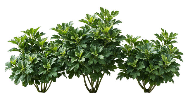 Lush green chrysanthemum plant with dense foliage and serrated leaves
