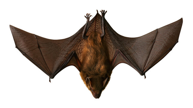 Large brown fruit bat hanging upside down with wings fully spread