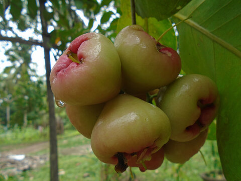Fresh Water Apple (Syzygium aqueum) Cluster Hanging on Tree Branch