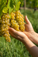 Obraz premium Woman hands presenting large cluster of mature golden grapes attached to vine, with juicy berries illuminated by warm sunlight. Autumn grape harvesting.