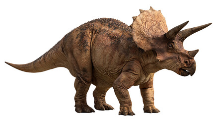 Brown Triceratops dinosaur with large frill and three horns standing in profile © Sylas