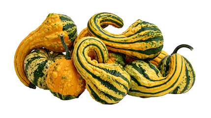 Fototapeta premium Group of colorful striped ornamental gourds with bumpy textures