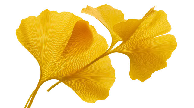 Vibrant yellow ginkgo biloba leaves with delicate veins