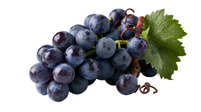 Fresh ripe dark purple grapes cluster with green leaf and vine stem