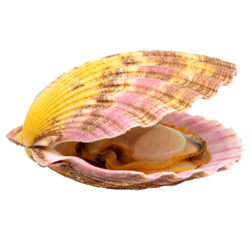 [Transparent Background PNG]Fresh Scallop with Open Shell on White Background