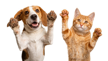 Happy beagle dog and ginger cat waving paws, isolated on transparent background © png space