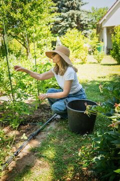 Woman gardening in vegetable garden