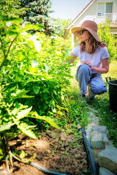 Woman gardening in vegetable garden