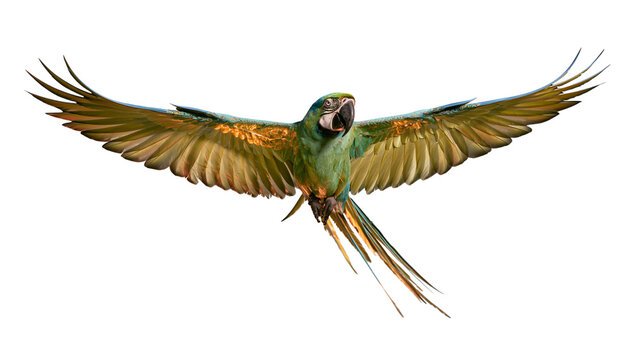 Blue and gold macaw parrot flying with wings spread wide